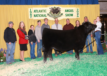 Reserve Grand Champion Bred-and-owned Steer