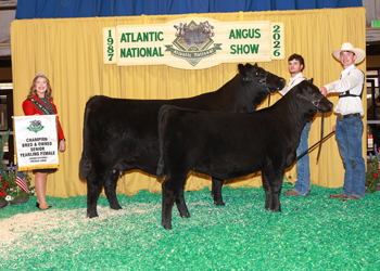 Bred-and-owned Senior Champion Female