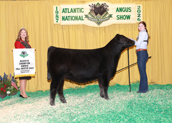 Owned Reserve Fall Heifer Calf Champion