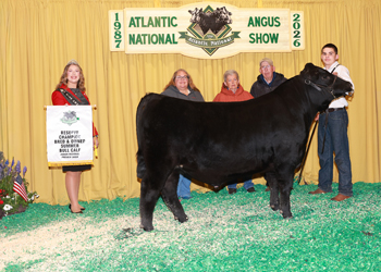 Reserve B&O Summer Bull Calf Champion