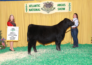 Reserve B&O Fall Bull Calf Champion