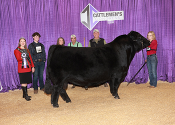 Senior Champion Bull