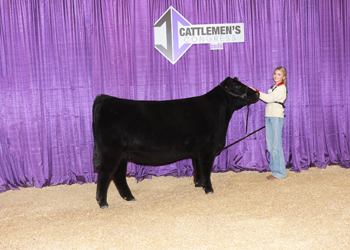 Reserve Senior Champion Female