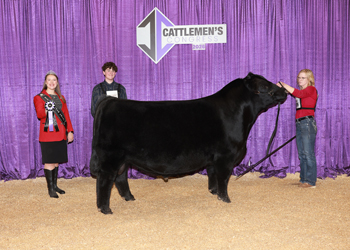 Intermediate Champion Bull
