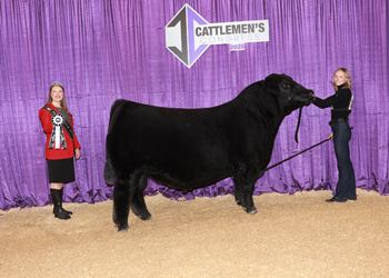 Reserve Senior Champion Bull