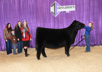 Senior Heifer Calf Champion - Div 1