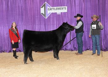 Senior Heifer Calf Champion - Div 2