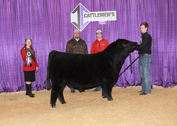 Senior Bull Calf Champion