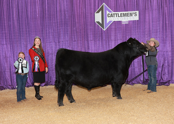 Reserve Senior Bull Calf Champion