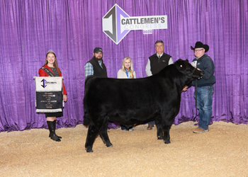 Grand Champion PGS Bull