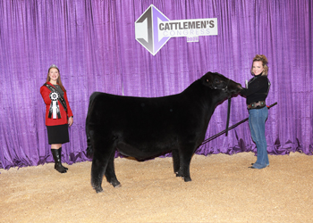 Reserve Junior Bull Calf Champion