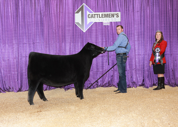 Junior Heifer Calf Champion - Div 4