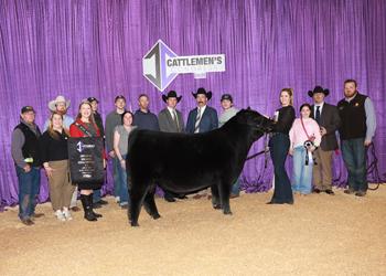 Reserve Grand Champion Bull