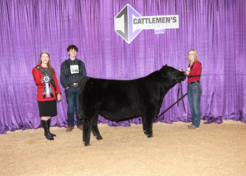 Summer Bull Calf Champion