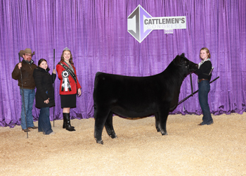 Reserve Junior Heifer Calf Champion - Div 2
