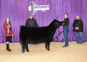 Junior Heifer Calf Champion - Div 1