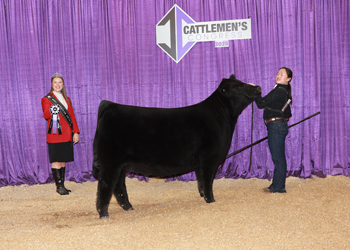 Bred-and-Owned Senior Heifer Calf-Division 2