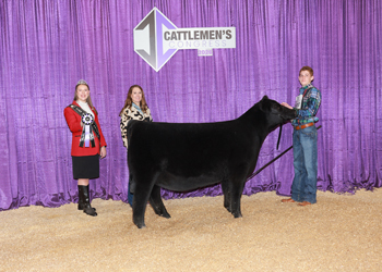 Bred-and-Owned Junior Heifer Calf Champion