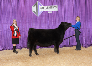 Reserve Junior Heifer Calf Champion-Division 3