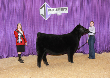 Bred-and-Owned Junior Heifer Calf-Division 2