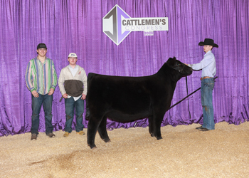 Reserve Junior Heifer Calf Champion-Division 4