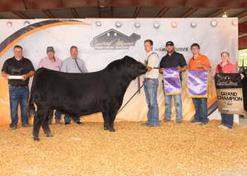 Grand Champion Bull