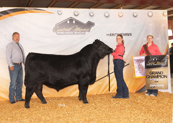 Grand Champion PGS Bull
