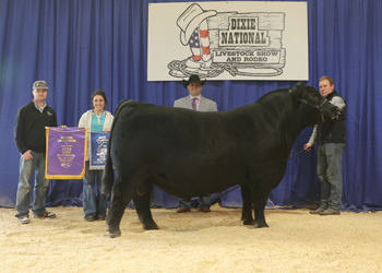 Grand Champion Bull