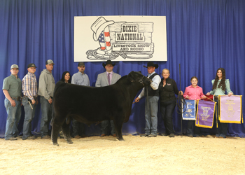 Reserve Grand Champion Bull