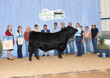 Grand Champion Bred-and-owned Bull