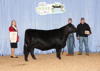 Bred-and-owned Reserve Senior Champion Female