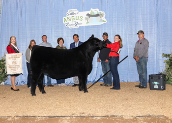 Reserve Grand Champion Steer