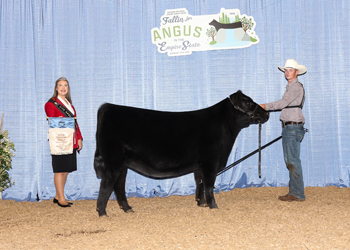 Bred-and-owned Junior Champion Heifer
