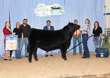 Grand Champion Steer