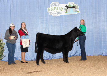 Bred-and-owned Senior Heifer Calf Champion