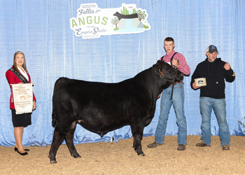 Bred-and-owned Reserve Senior Bull Calf Champion