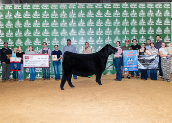 Grand Champion Owned Female