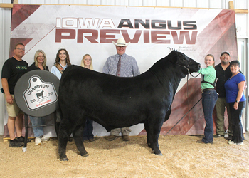 Grand Champion Bred-and-owned Bull