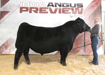 Bred-and-owned Reserve Junior Champion Bull