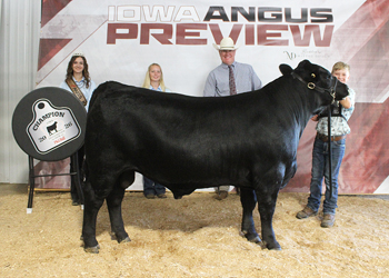 Grand Champion PGS Bull