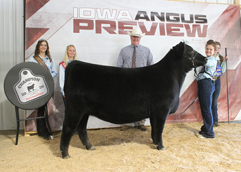 Grand Champion Bred-and-owned Female