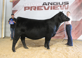 Owned Late Junior Champion Heifer