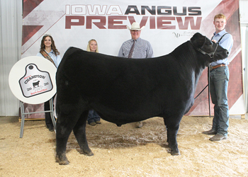 Grand Champion Bred-and-owned Steer