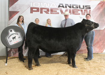 Grand Champion Steer