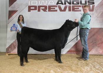 Bred-and-owned Reserve Senior Heifer Calf Champion