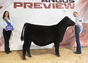 Bred-and-owned Senior Heifer Calf Champion