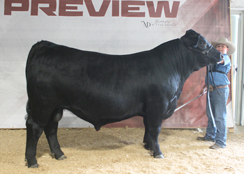 Reserve Intermediate Champion Bull