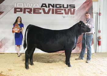 Intermediate Champion Heifer