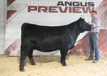 Reserve Early Junior Champion Heifer