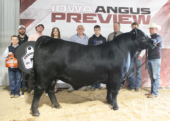 Grand Champion Bull